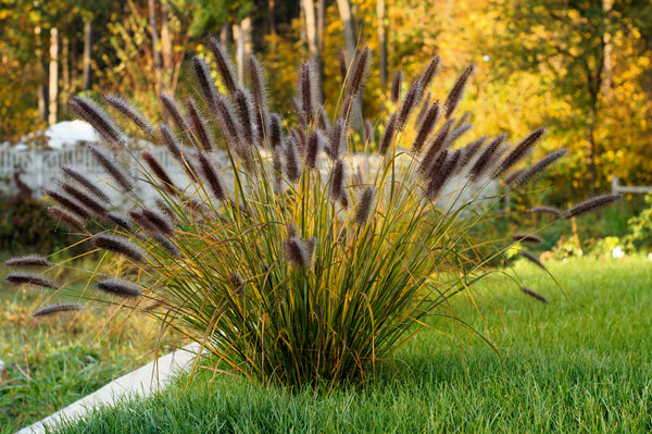 Dwarf Black Fountain Grass Seeds