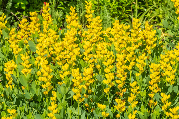 Yellow Wild Indigo Seeds