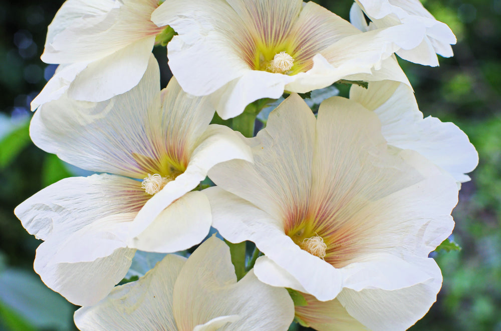 White Hollyhock Seeds