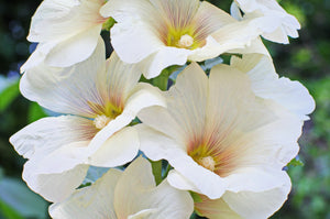 White Hollyhock Seeds