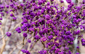 Beautyberry Seeds