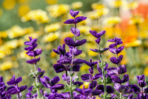 Blue Monday Clary Sage Seeds