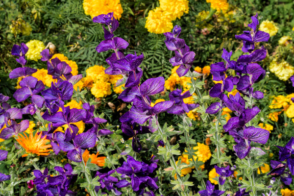 Blue Monday Clary Sage Seeds