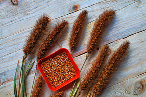 Red Jewel Millet Ornamental Grass Seeds