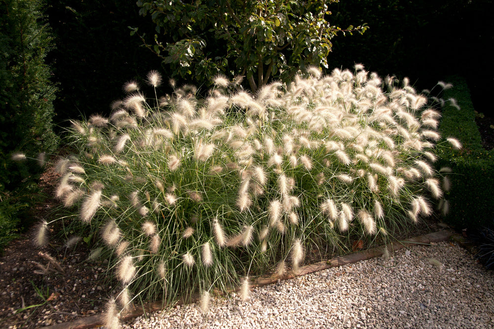 White Fountain Grass Seeds