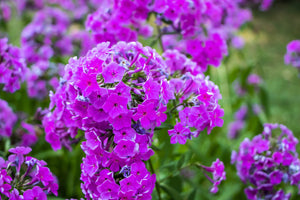 Meadow Phlox Seeds