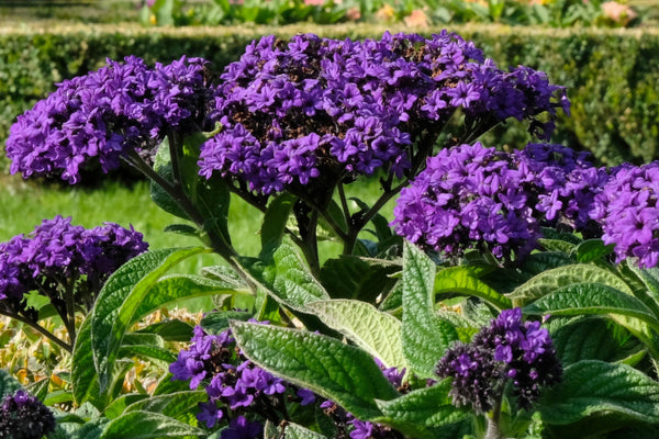Marine Heliotrope Seeds