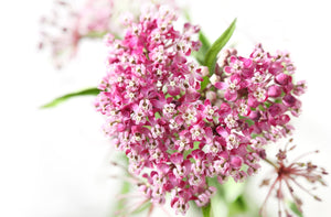 Swamp Milkweed Seeds
