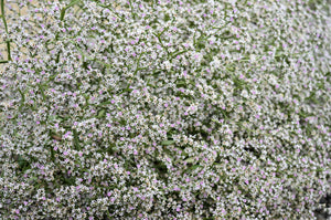 German Statice Seeds