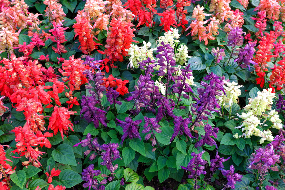 Mixed Colors Salvia Seeds