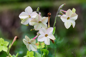 White Nicotiana Seeds - Certified Organic