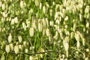 Quaking Grass Seeds