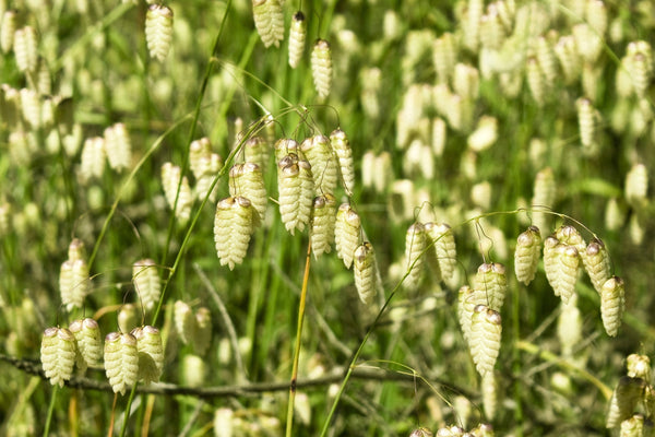Quaking Grass Seeds