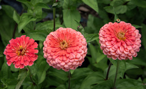 Salmon Queen Zinnia Seeds
