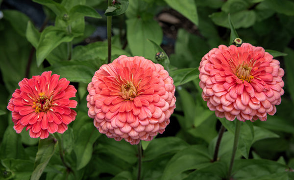 Salmon Queen Zinnia Seeds