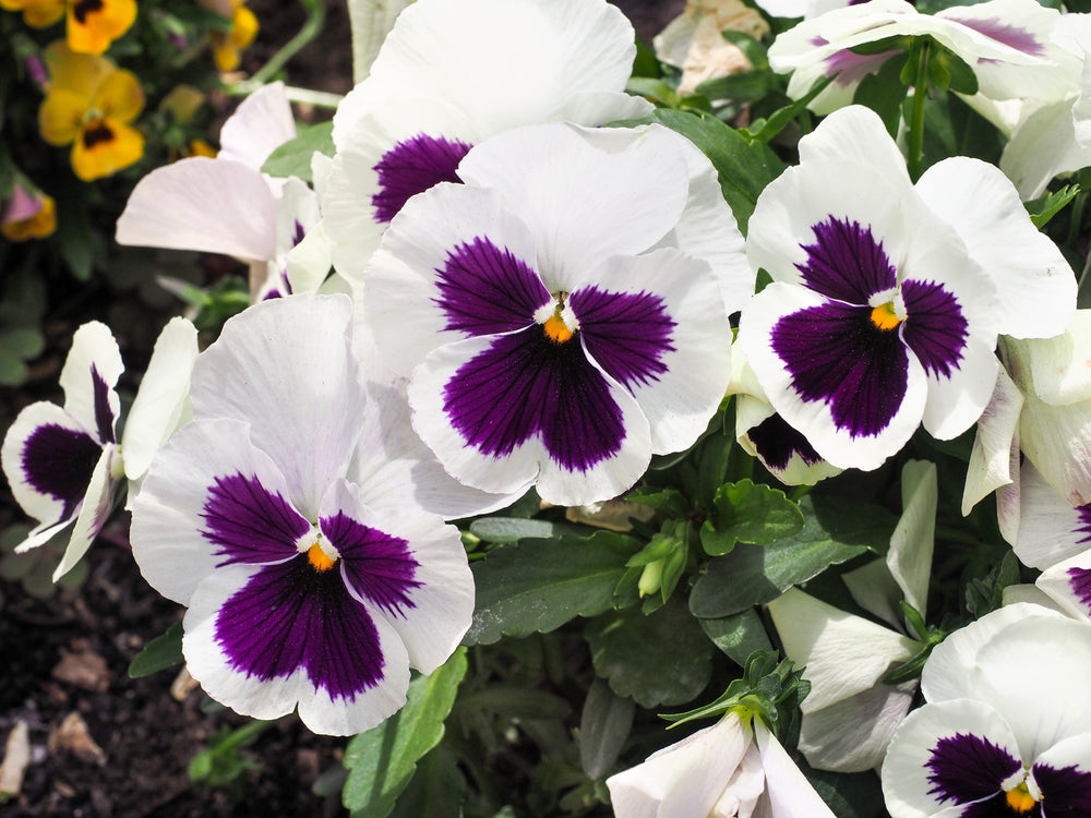White and Purple Swiss Giant Pansy Seeds