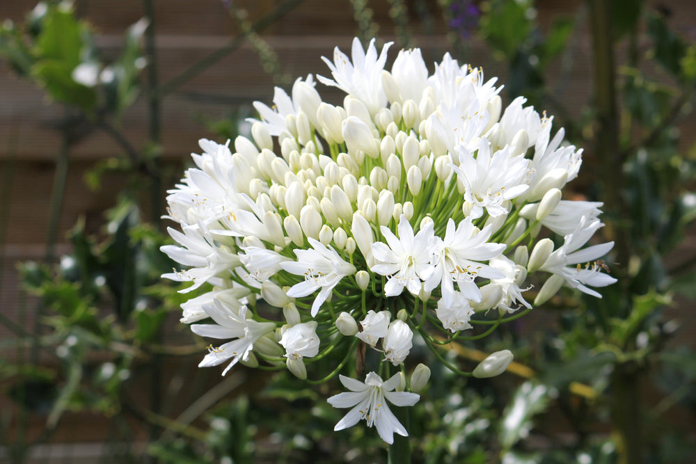 White Lily of the Nile Seeds