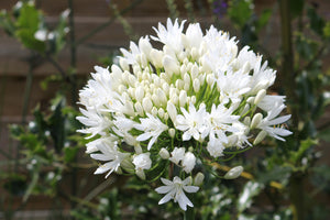 White Lily of the Nile Seeds