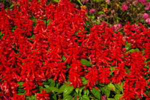 Red Salvia - St. John's Fire Seeds