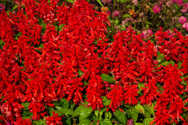 Red Salvia - St. John's Fire Seeds