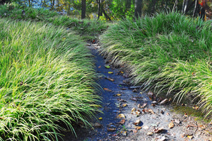 Prairie Dropseed Grass Seeds