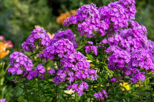New Hybrids Mix Tall Garden Phlox Seeds