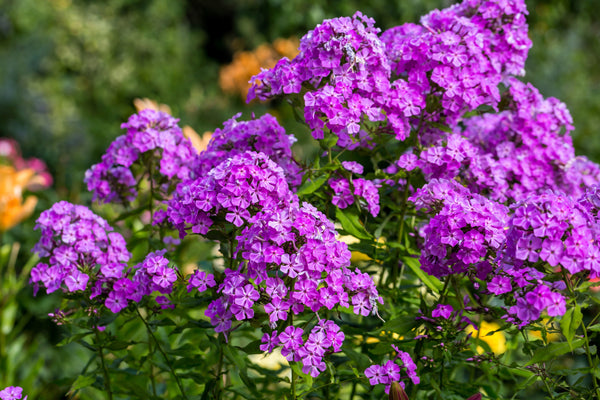 New Hybrids Mix Tall Garden Phlox Seeds
