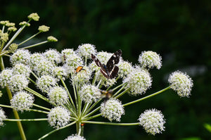 Angelica Seeds