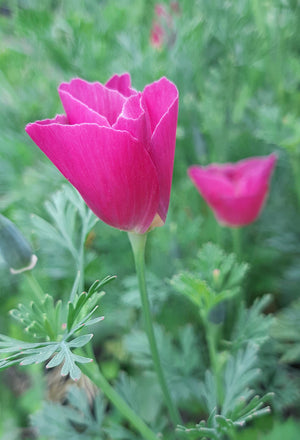 Purple Gleam California Poppy Seeds