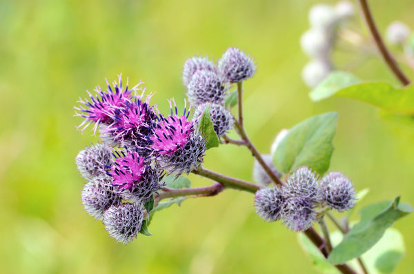 Great Burdock Seeds