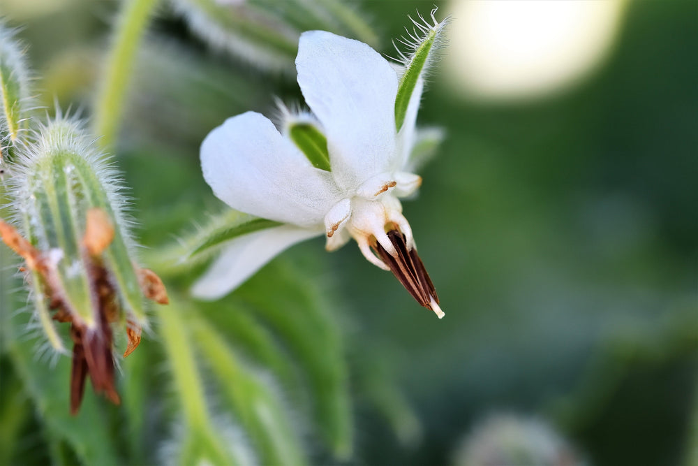 White Borage Seeds