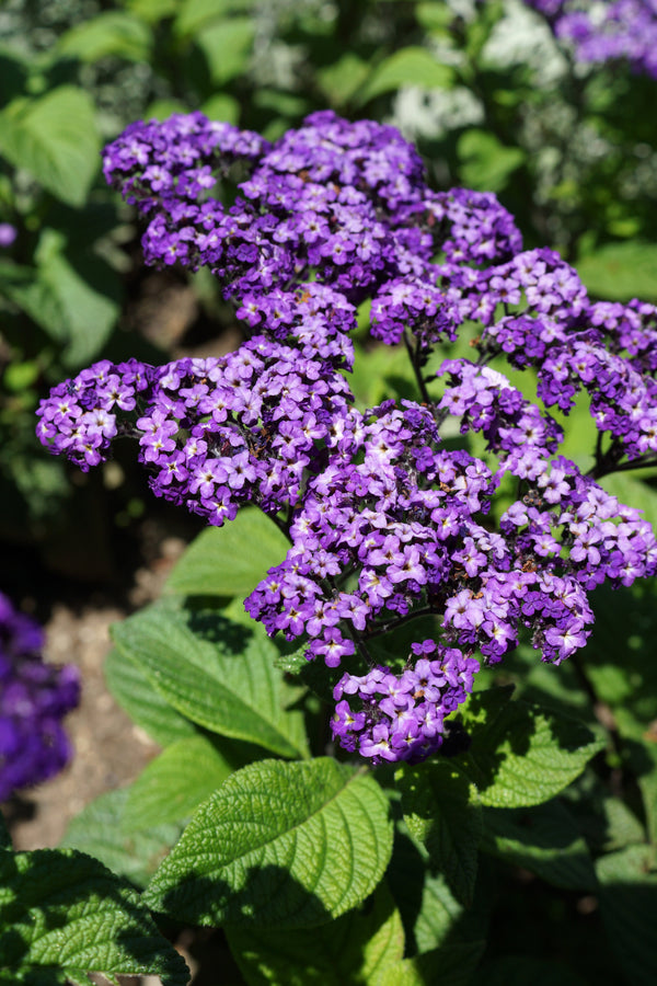 Marine Heliotrope Seeds