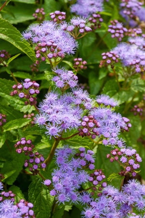 Mistflower Seeds