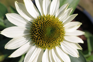 White Coneflower Seeds
