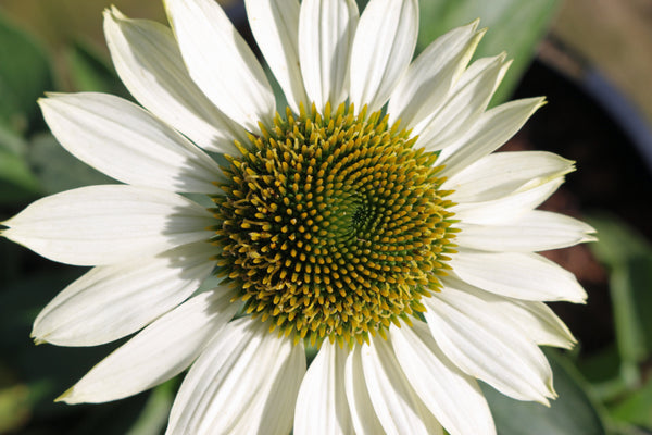 White Coneflower Seeds