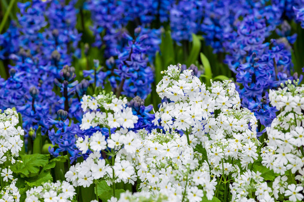 Fairy Primrose Seeds