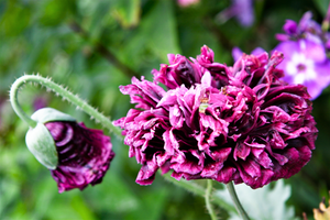 Purple Peony Poppy