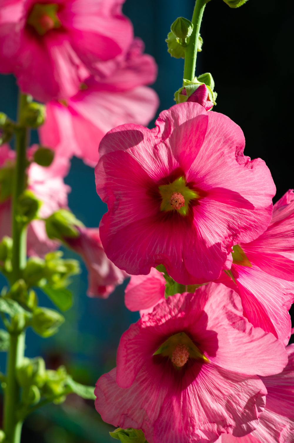 Pink Checkermallow Seeds