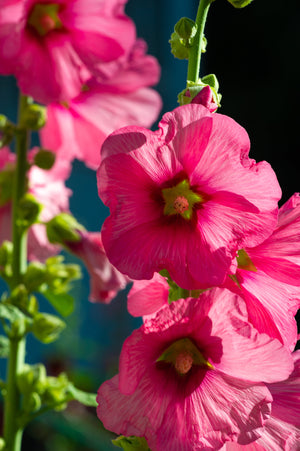 Pink Checkermallow Seeds