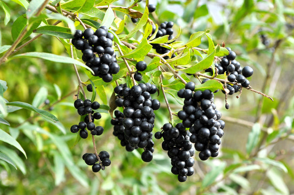 European Privet Seeds