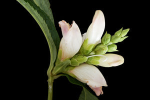 Turtlehead Seeds