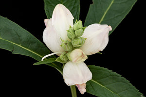 Turtlehead Seeds