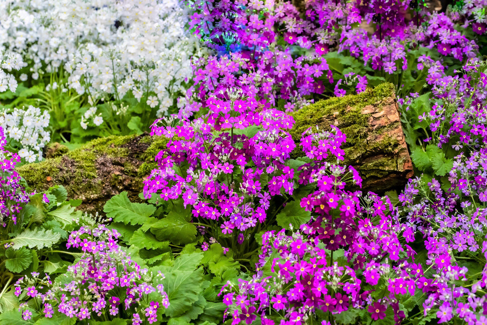 Fairy Primrose Seeds