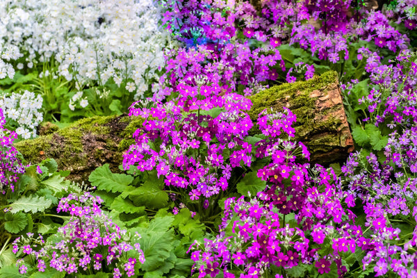 Fairy Primrose Seeds