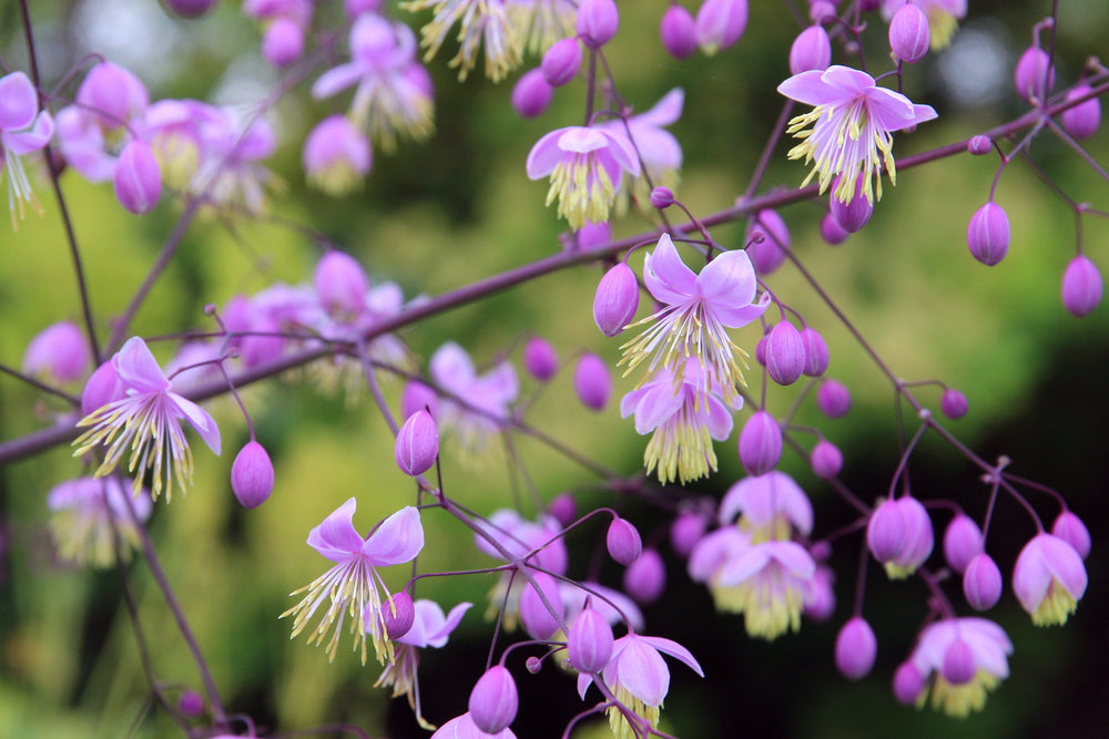 Chinese Meadow Rue