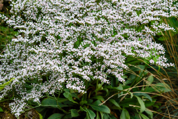 German Statice Seeds