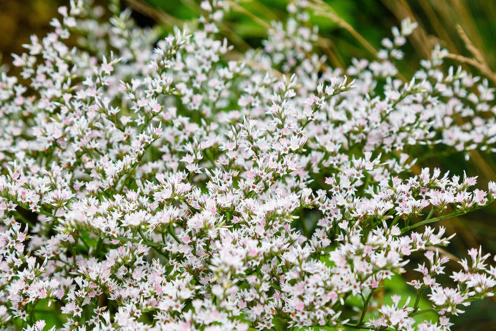 German Statice Seeds