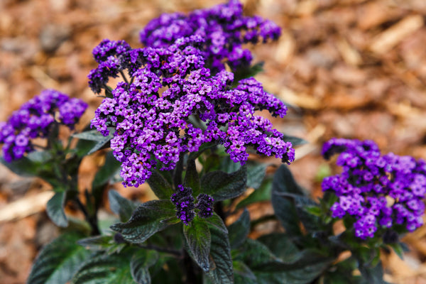 Marine Heliotrope Seeds