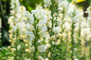 ’Snowflake’ Snapdragon Seeds