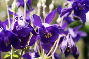 Purple Columbine Seeds